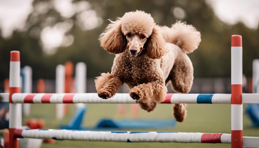 athletic poodle excels