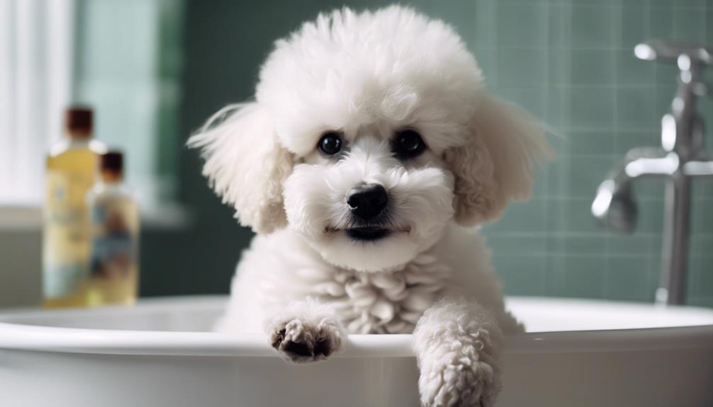 carefully chosen shampoos for poodle puppies