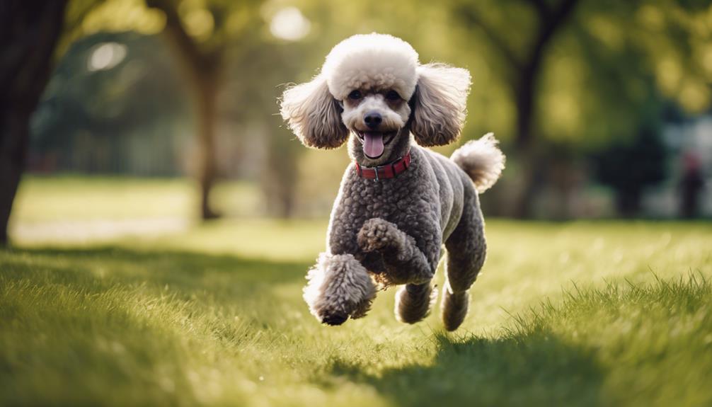 exercise benefits poodles health