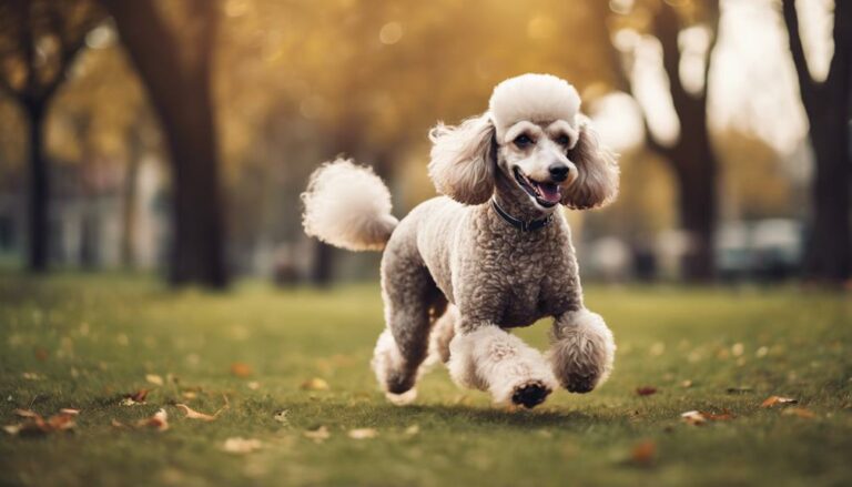 exercise is vital poodles