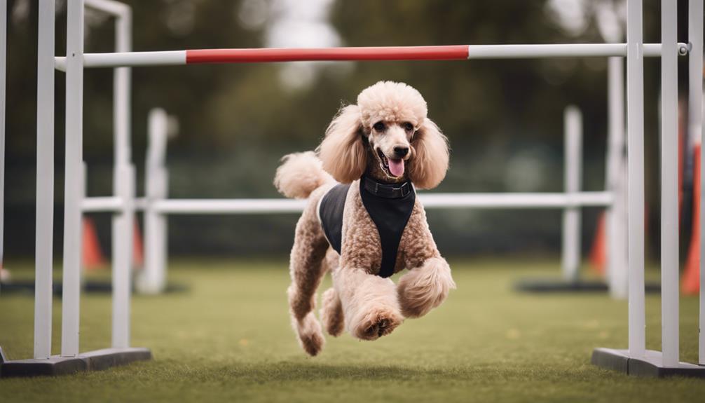 exercise regimen for poodles