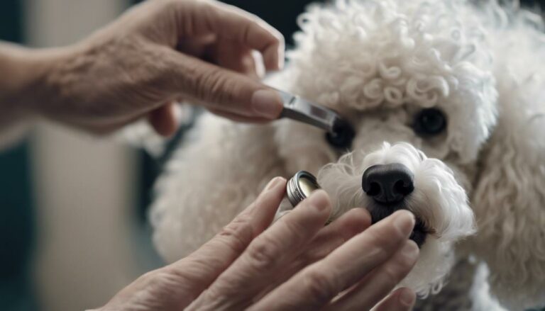 pamper your poodle s paws