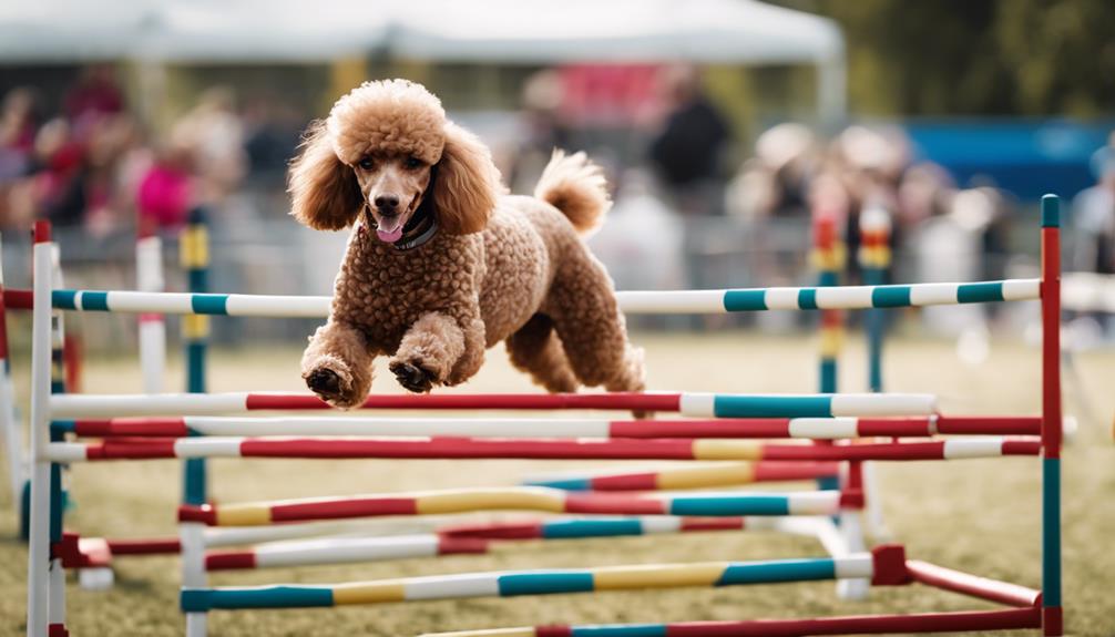 poodle agility contest showcase