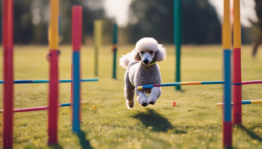 poodle agility course training