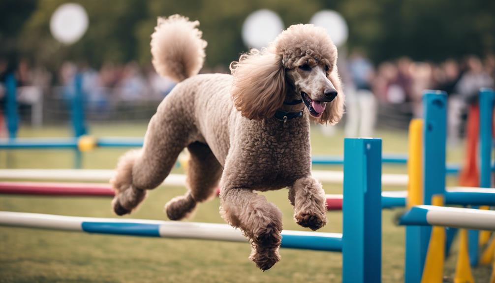 poodle agility training essentials