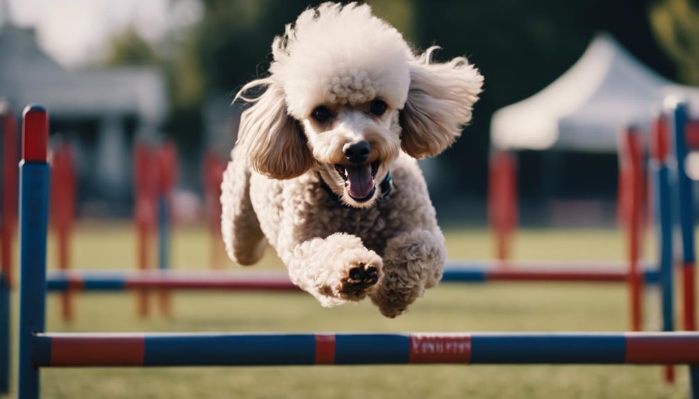 poodle agility training guide