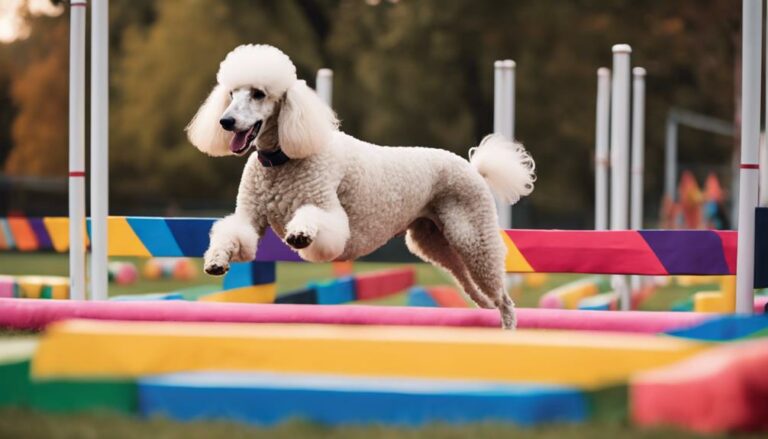 poodle agility training tips