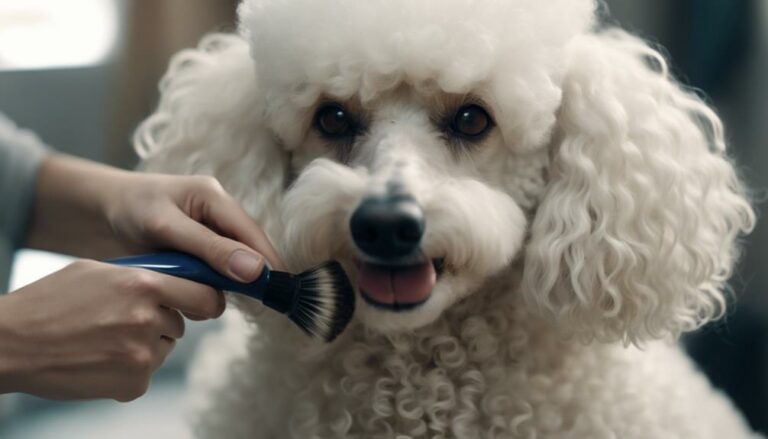 poodle coat care tips