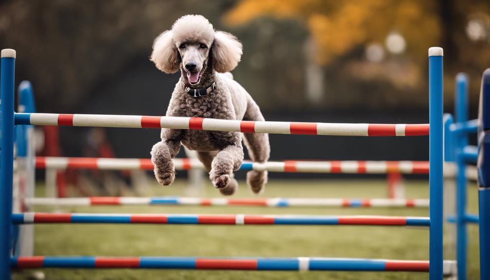 poodle excels in agility