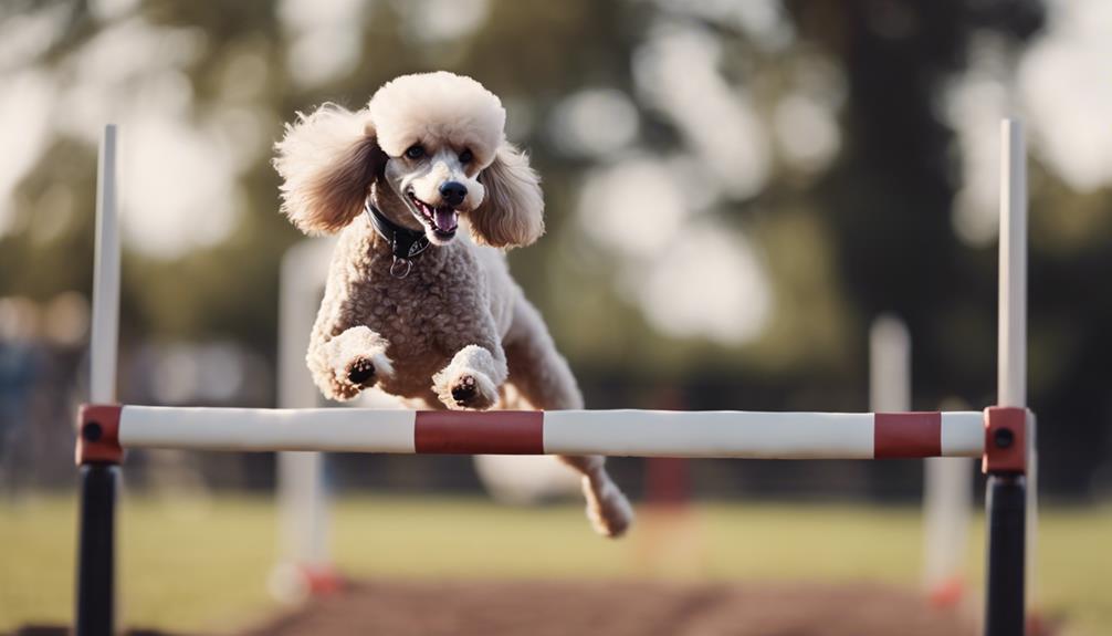 poodle excels in sports