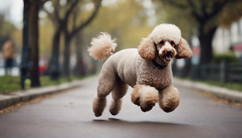 poodle fitness and health