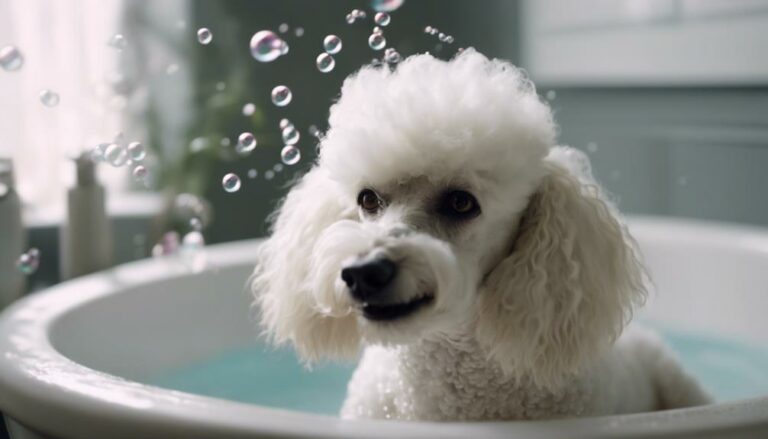 poodle grooming made easy