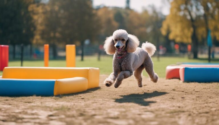 poodle hyperactivity management tips