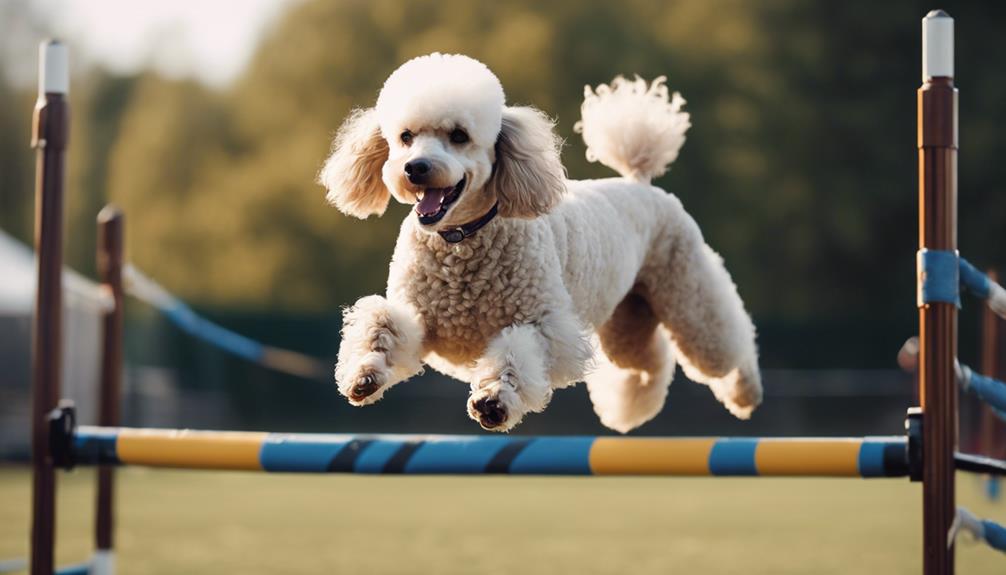 poodle injury prevention strategies