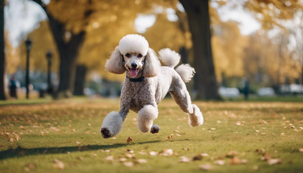 poodle joint health exercise
