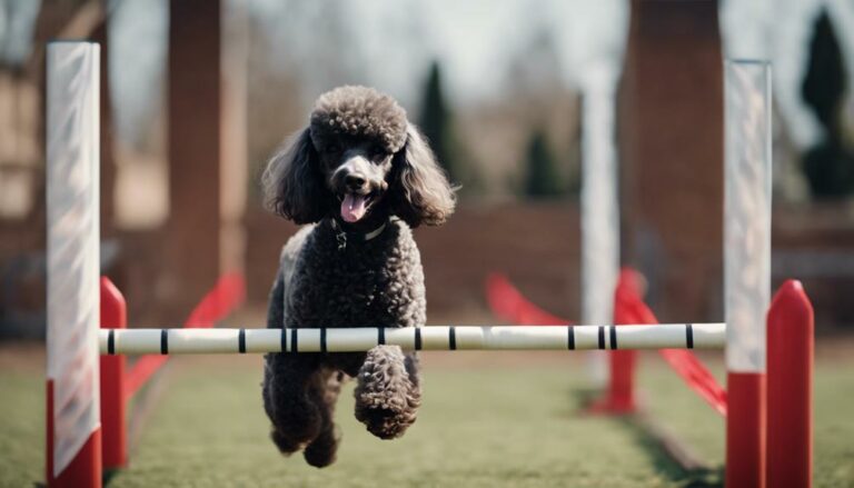 poodle training innovations guide