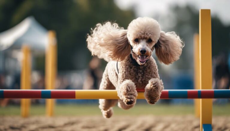poodles athletic and trainable