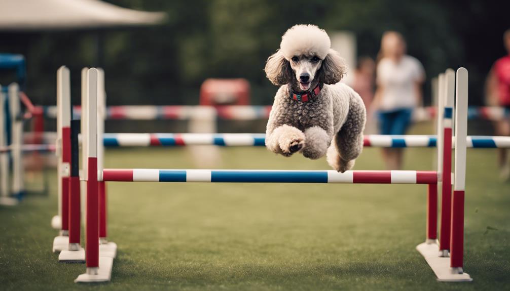 poodles excel in agility