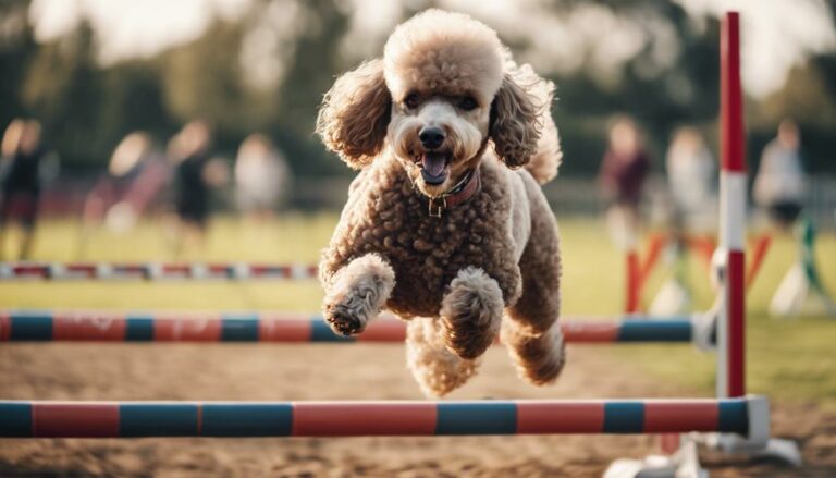 poodles in sports guide