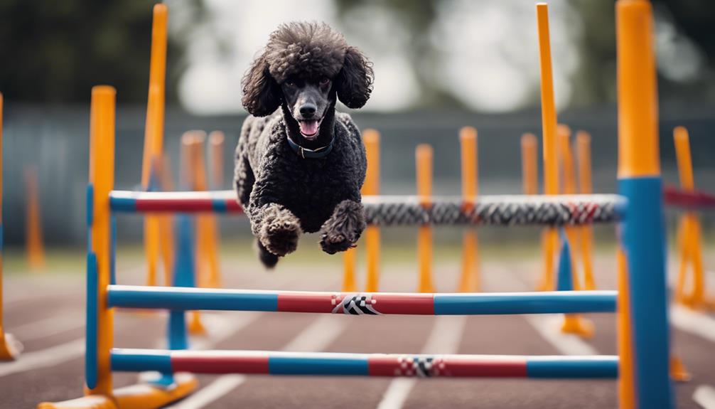 poodles practicing agility course