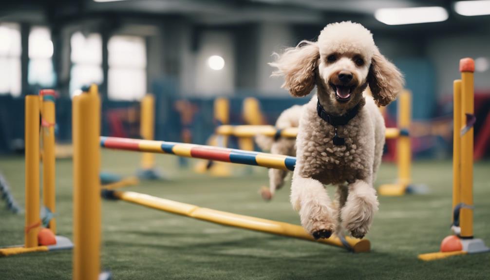 train poodles from puppies