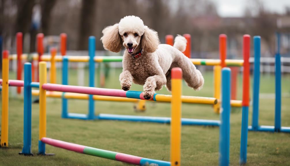 training poodles agility skills